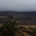 Nebel