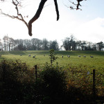 Weite_Wiesen
